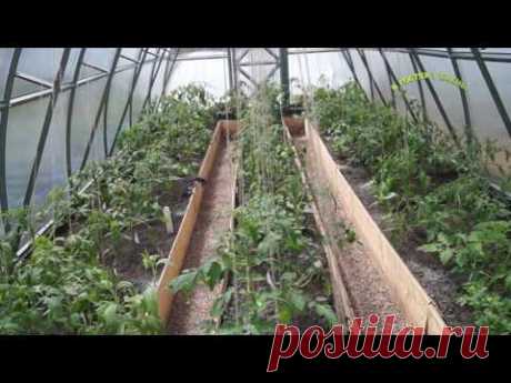 ПАСЫНКОВАНИЕ И ПОДВЯЗКА ТОМАТОВ. ПОДКОРМКИ, ЙОД . - YouTube
