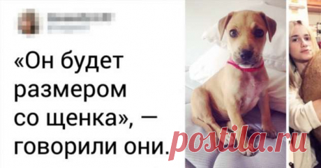 15+ человек, которые хотели завести питомца, а получили кота в мешке . Милая Я