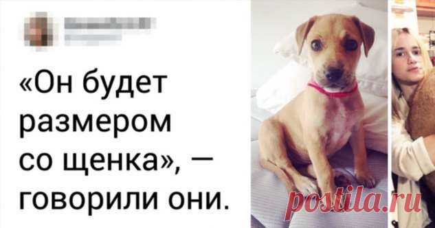 15+ человек, которые хотели завести питомца, а получили кота в мешке . Милая Я