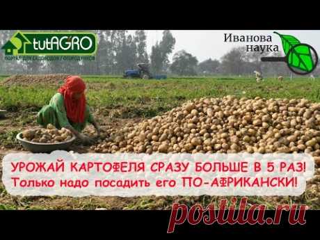 УВЕЛИЧИТЬ УРОЖАЙ КАРТОФЕЛЯ В 5 РАЗ БЕЗ УДОБРЕНИЙ И ОБРАБОТОК. Африканский способ посадки картофеля. - YouTube
