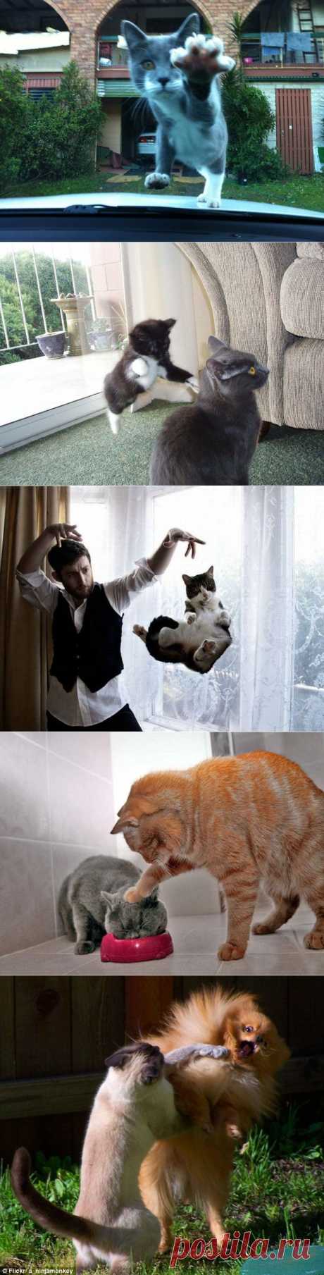 Котофото, сделанные в нужный момент :  НОВОСТИ В ФОТОГРАФИЯХ