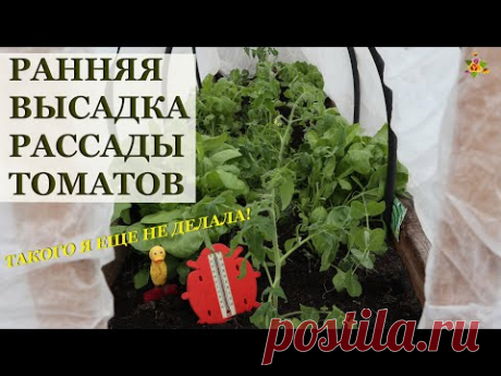 Как высадить рассаду томатов очень рано в теплицу, чтобы собирать  урожай в июне!