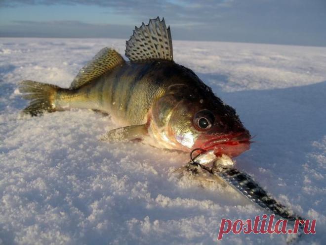 Зимняя блесна на судака | НА РЫБАЛКУ !!!!