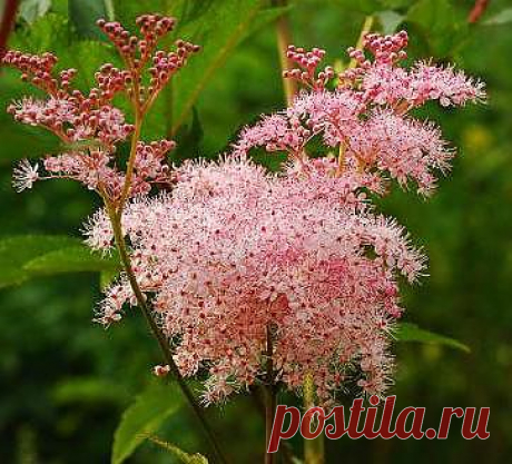 таволга_лабазник_вязолистный | Рецепты народной медицины