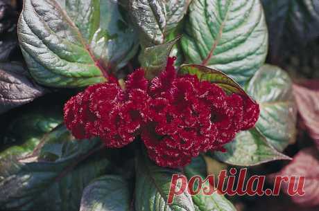 целозия фото цветов: 3 тыс изображений найдено в Яндекс.Картинках