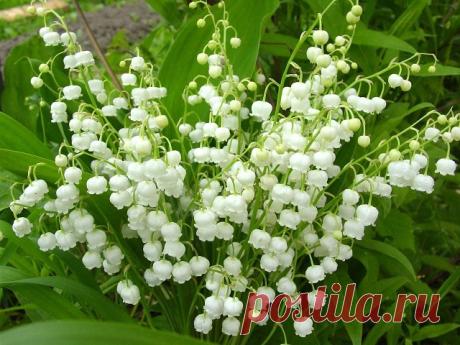 (87) Одноклассники