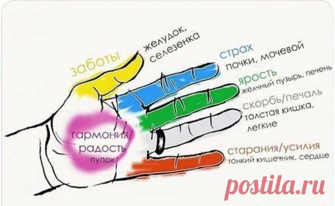 Каждый палец руки связан с 2 органами: исцели себя сам | Волковыск.BY