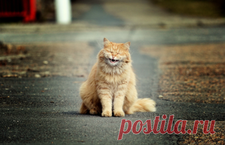 Колоритные уличные коты: яркие снимки, которые выглядят, как постановочные — блог туриста Dasha1553 на Туристер.Ру