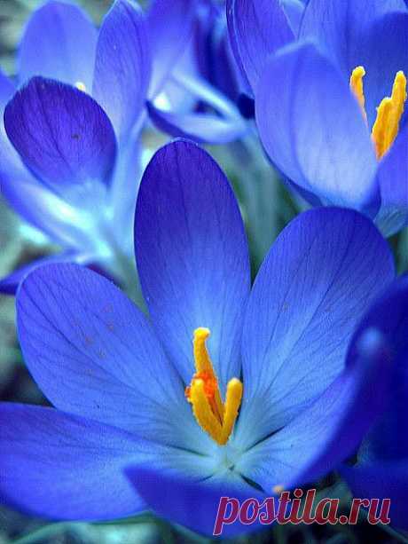 blue flower | FLORES-FLOWERS-FLEURS