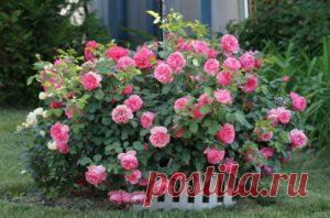 Как вырастить розу, с фото