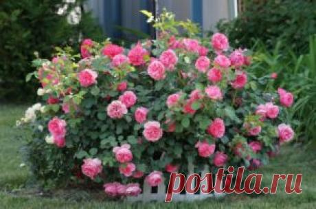 Как вырастить розу, с фото