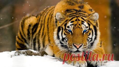 миланья целуева – Google+