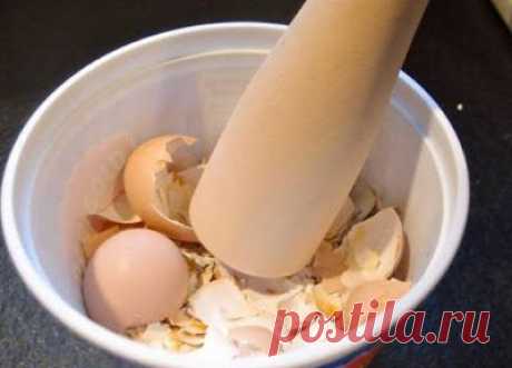 Несомненная польза! Ты перестанешь выбрасывать яичную скорлупу, узнав об этом! Проблема дефицита кальция решена.