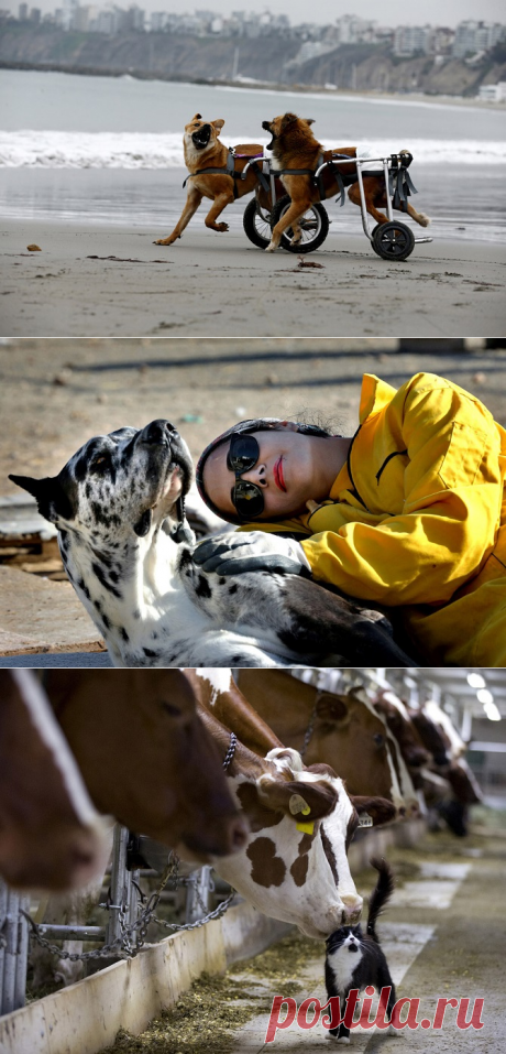 Не оставят Вас равнодушными;)) Самые добрые фотографии 2015 года — Фотоискусство