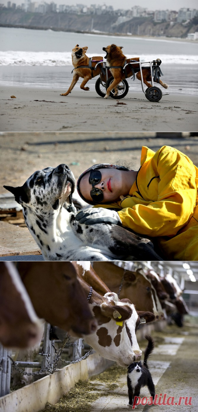 Не оставят Вас равнодушными;)) Самые добрые фотографии 2015 года — Фотоискусство