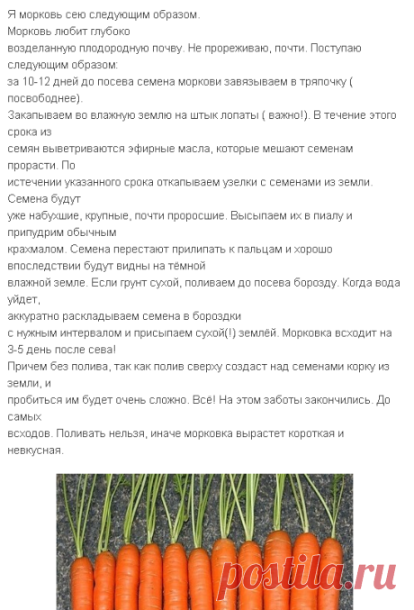 посадка моркови