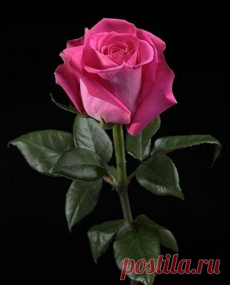 (9) Flowers
