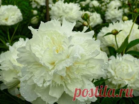 Мифы и легенды о цветах: Пион ~ Planetalsad