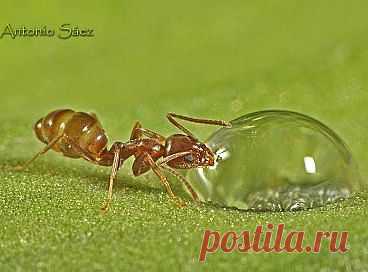 Муравей и капля