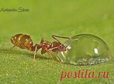 Муравей и капля