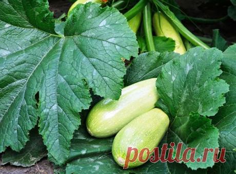 Как «омолодить» кабачки и продлить их плодоношение