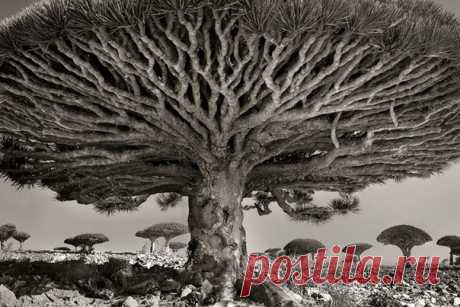Фотограф из Сан-Франциско Бет Мун (Beth Moon) объездил всю планету, чтобы сфотографировать вековые деревья, которые так же стары, как и наш мир. Он посвятил работе 14 лет и сделал 60 удивительных снимков могущественных деревьев во всем мире. Вот небольшая часть его работ