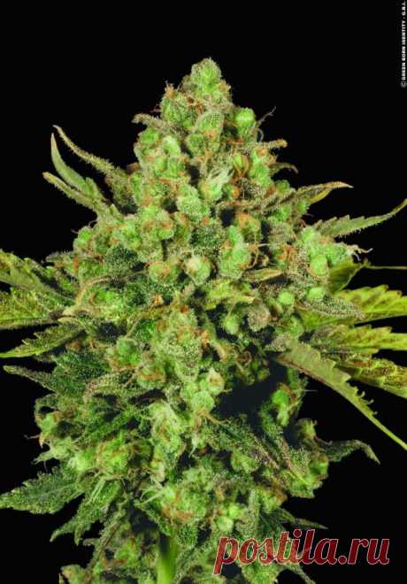 White Widow
Genotype: 65% Indica
Height: 2-3 m outdoors
Flowering: 50-60 days
THC: 12-16%
Yield: 200-500 g/m2 indoors early October outdoors

The name here speaks for itself. The Widow has always been a sturdy workhorse and at the same time the world’s benchmark of cannabis quality. 
#Rastaman_Seeds