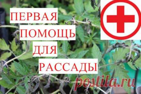 ШОК! Я Осталась без Рассады?! Первая Помощь для Рассады при Заморозках.
https://www.youtube.com/watch?v=iesJ4uC56CQ&t=25s&list=PLqCZWqsWs4QLhdGQ96xOLzYo2WDcwr7Z_&index=163
Выращивание рассады процесс очень увлекательный. Но бывает случаются неприятности. Как например недавно случилось со мной. Моя рассада замерзла. Как же спасти рассаду? Как ей помочь? Сегодня речь пойдет именно об этом. И не важно в чем наша рассада: улитки, самокрутки, рулоны. 
******** 
Рассада в улитке - это способ посадки р
