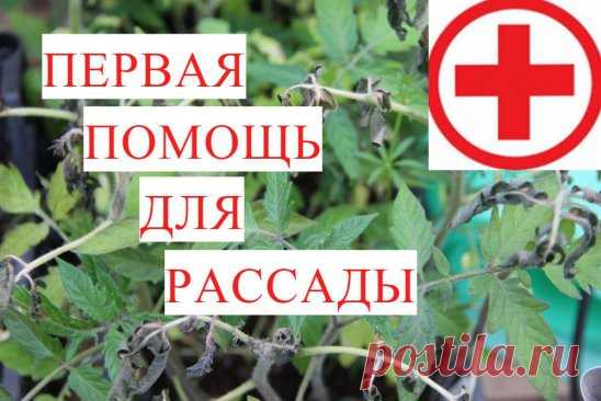 ШОК! Я Осталась без Рассады?! Первая Помощь для Рассады при Заморозках.
https://www.youtube.com/watch?v=iesJ4uC56CQ&t=25s&list=PLqCZWqsWs4QLhdGQ96xOLzYo2WDcwr7Z_&index=163
Выращивание рассады процесс очень увлекательный. Но бывает случаются неприятности. Как например недавно случилось со мной. Моя рассада замерзла. Как же спасти рассаду? Как ей помочь? Сегодня речь пойдет именно об этом. И не важно в чем наша рассада: улитки, самокрутки, рулоны. 
******** 
Рассада в улитке - это способ посадки р