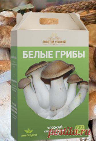 НАРОДНОЕ МНЕНИЕ: ГРИБНОЕ ХОЗЯЙСТВО ПРИНОСИТ ДОХОД КРУГЛЫЙ ГОД