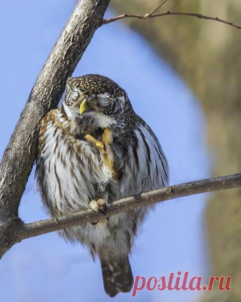 Сиеста. Сычик отдыхает после удачной охоты. Автор фото — Наталия Сытина: nat-geo.ru/photo/user/115908/