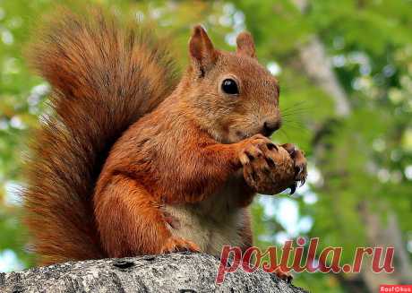 Фото: Летний портрет.... Татьяна Соловьева (Тата). Фото животных - Фотосайт Rasfokus.ru