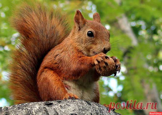 Фото: Летний портрет.... Татьяна Соловьева (Тата). Фото животных - Фотосайт Rasfokus.ru