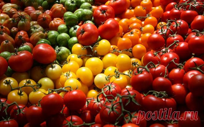 Лучшие сорта помидоров для засолки и консервирования