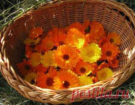 Знахарская мазь из календулыКрасота и здоровье | Красота и здоровье