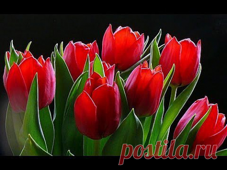 КАК научиться РИСОВАТЬ. Рисуем красивый ТЮЛЬПАН - YouTube