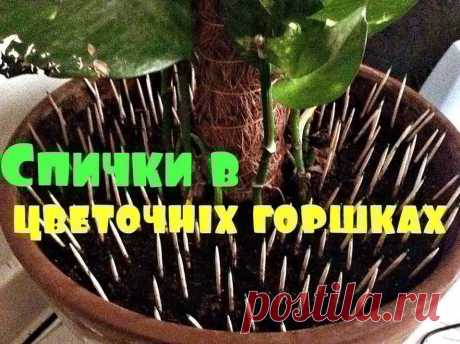 Для обеспечения минимального количества мошек в почве требуется взять один коробок и вставить все спички головками вниз, на расстоянии пяти сантиметров от края горшка или тарелочки. Поливать и ухаживать в дальнейшем за растением можно, не обращая никакого внимания на спички.

Спустя три и четыре дня можно вытащить спички и провести полный осмотр почвы. Если серы в земле не осталось, то спички можно заменить на новую партию. Если несколько раз поменять спички, то мошки исчезнут.
