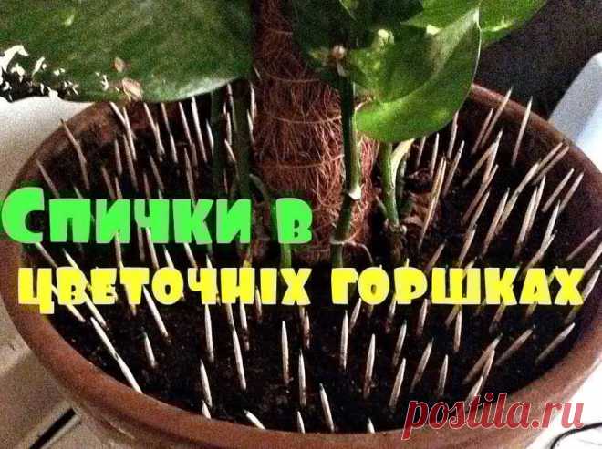 Для обеспечения минимального количества мошек в почве требуется взять один коробок и вставить все спички головками вниз, на расстоянии пяти сантиметров от края горшка или тарелочки. Поливать и ухаживать в дальнейшем за растением можно, не обращая никакого внимания на спички.

Спустя три и четыре дня можно вытащить спички и провести полный осмотр почвы. Если серы в земле не осталось, то спички можно заменить на новую партию. Если несколько раз поменять спички, то мошки исчезнут.