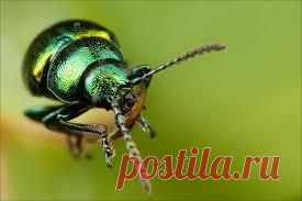 Чем питается щавелевый листоед? | Жуки