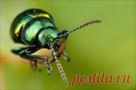 Чем питается щавелевый листоед? | Жуки