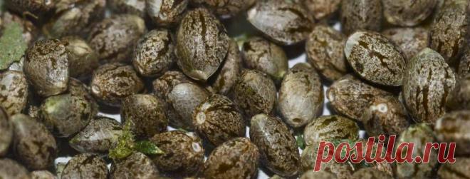 Семена конопли - из Украины в Америку "с любовью" - Blog