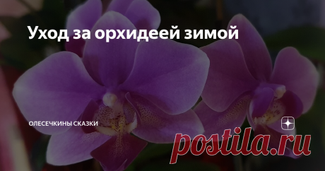 Уход за орхидеей зимой Зимой уход за орхидеями меняется. Что делаю я и почему