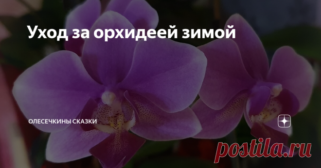 Уход за орхидеей зимой Зимой уход за орхидеями меняется. Что делаю я и почему