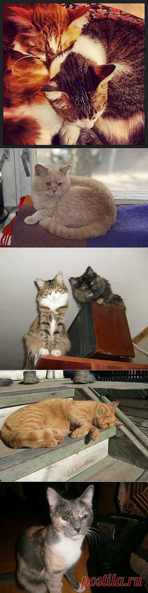 (+1) тема - Кошачье кафе в Японии | Непутевые заметки