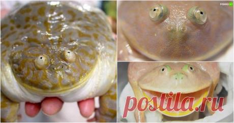 За что так смешно обозвали этих чудных животных? Выхухоль, свиноногий бандикут и остальная компания ждут вас в этом посте!