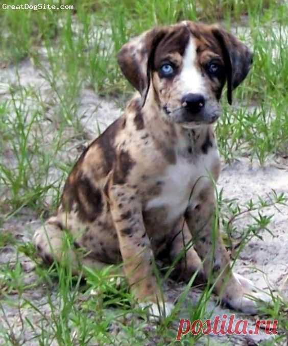 Pinterest - Louisiana Catahoula Leopard Dog by maria.t.rogers | Catahoulas