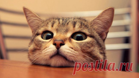 13 научно подтвержденных признаков того, что вы умнее, чем вам кажется