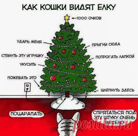 Пятничные котики