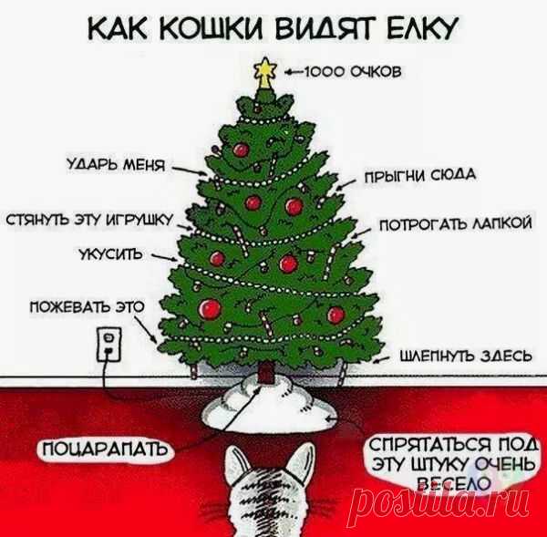 Пятничные котики
