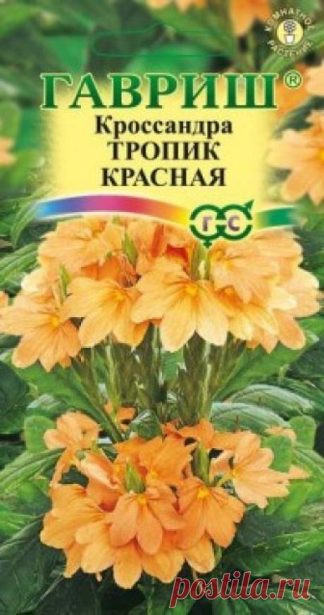 Семена. Кроссандра "Тропик", красная (3 гранулы) Всхожесть: 70%.
Эффектное комнатное многолетнее растение до 25 см высотой семейства Акантовые. Формирует кустик диаметром до 20 см. Стебли прямостоячие, ветвистые. Листья 7-12 см длиной, гладкие, словно лакированные, супротивные или мутовчатые. Цветки ярко-желтые, двугубые, собраны в...